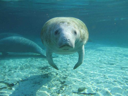 November: Manatee Awareness MonthThe manatee, also known as the sea cow, inhibits marshy, shallow re