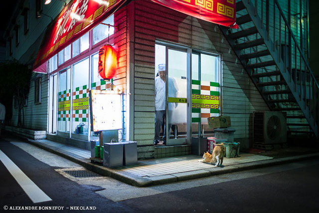 japontotal:  Fotógrafo francés redescubre a los gatos callejeros en Japón El fotógrafo