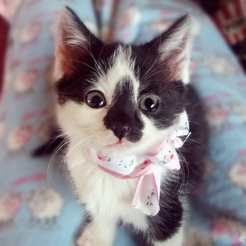 lazykittenxo:Look at my pretty little girl