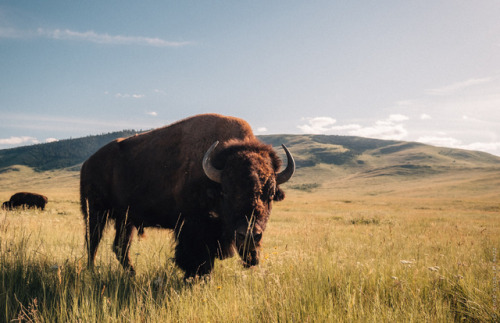 thisherelight: National Bison Range, Montana you have to be a certain kind of weird to find fairly d