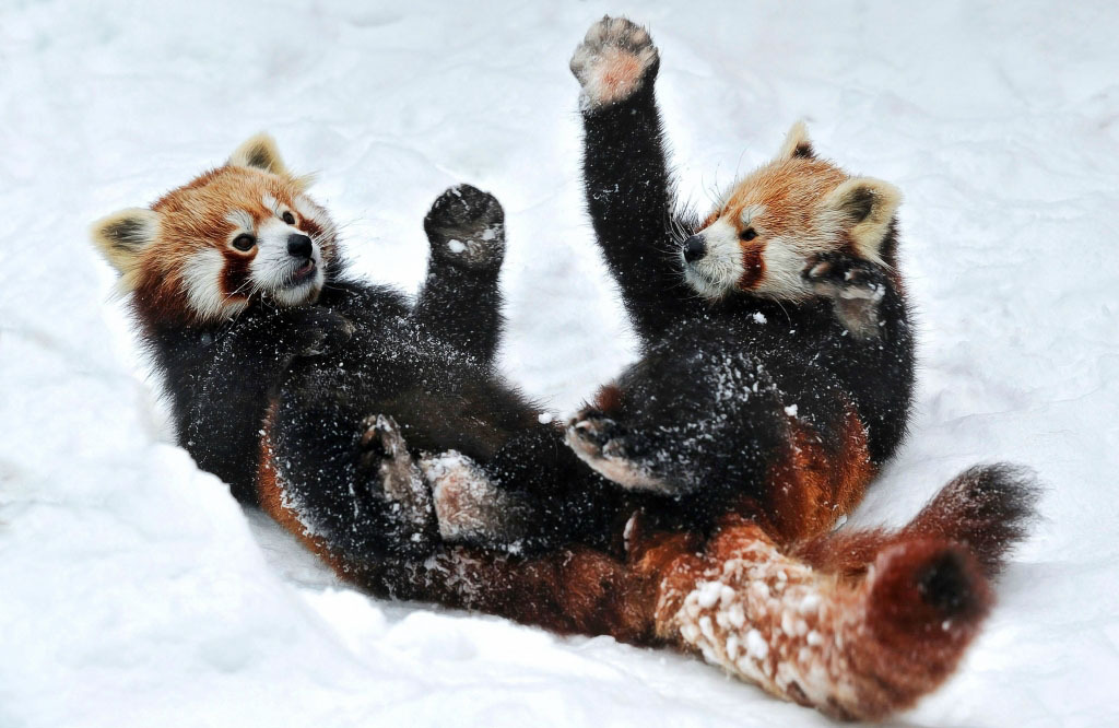 magicalnaturetour:  Two adorable small pandas playing in the snow. Photographer Josef