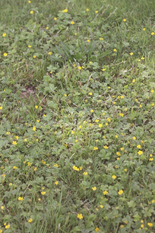  Yellow flowers, May 2022 