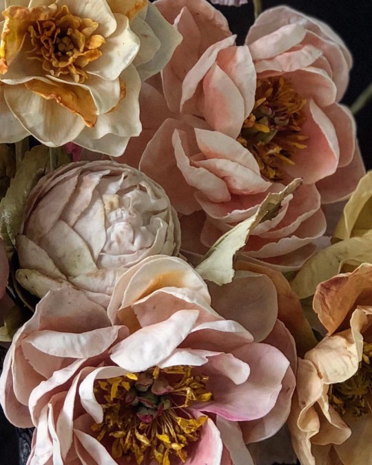 fleur-aesthetic: cakeatelieramsterdam  