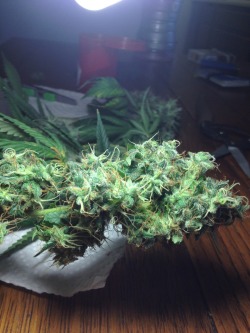 veraisastoner:  nonameeverpleasenoname:  veraisastoner:  nonameeverpleasenoname:  nonameeverpleasenoname:  Trimming!  Wow this was such a long time ago now, love that it’s getting notes again!  This deserves soooo much love  It was my first grow!! 