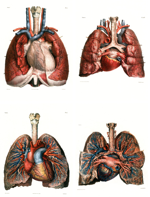 brettkingery:Selections from the “Atlas of Human Anatomy and Surgery” by Jean-Marie Le Minor and Hen