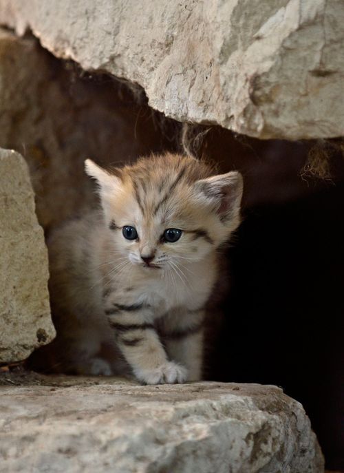 sixpenceee:Sand cats are the Peter Pan of felines: they retain a kitten-like appearance their whole 