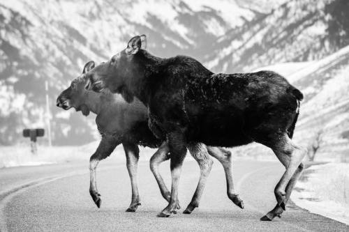 Cow moose & calf crossing the road near Kelly, in Grand Teton National Park. November, 2020.