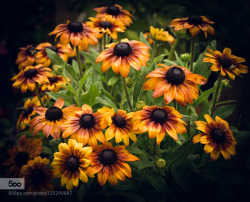 superbnature:  Rudbeckia triloba by RalfMichaelKlotz http://ift.tt/1Ln7rZW