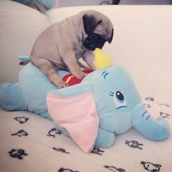 ilovepugs4ever:  Come on Dumbo, fly!!! 