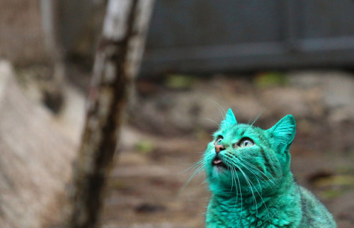 komeiju:catsbeaversandducks:“What’s everyone looking at??”So, there has been a green cat walking aro