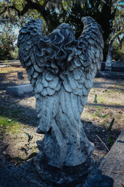 internationalpictures:    Bonaventure Cemetery, Savannah, Georgia   