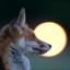 foxatfullmoon