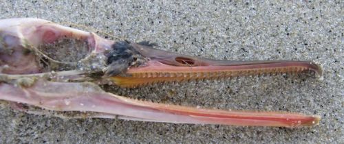 congenitaldisease: The serrated beak of a merganser.