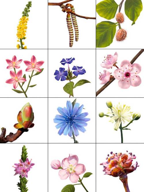 lucianamattiello:Ilustraçôes das Flores de Bach, projeto realizado para o instagram @tratalma 