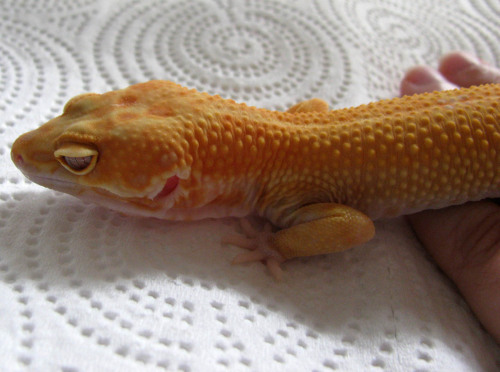 lunationgeckos:My cheeto puff is not yet buff.  