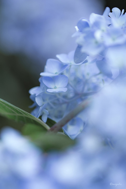 今年の紫陽花はちょっと小ぶり。