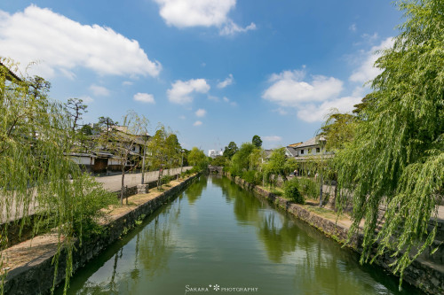 前回天気が悪かったので、晴天の日に倉敷美観地区リベンジ。新型コロナの影響でものすごく人が少ない・・・かも。睡蓮は、晩年のモネの邸宅の庭から株分けされた大原美術館の睡蓮から更に株分けされたもの。倉敷アイ