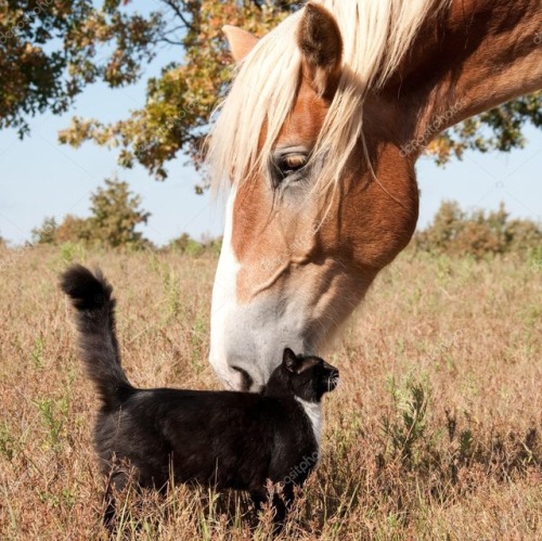 catsuggest:horse: confirmed friend