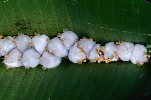 nubbsgalore:  honduran white tent bats roosting under a heliconia leaf, which they sever down the le