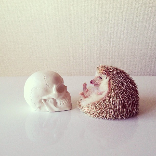 instagram:   The Story of Darcy, the Flying Hedgehog (@darcytheflyinghedgehog) To