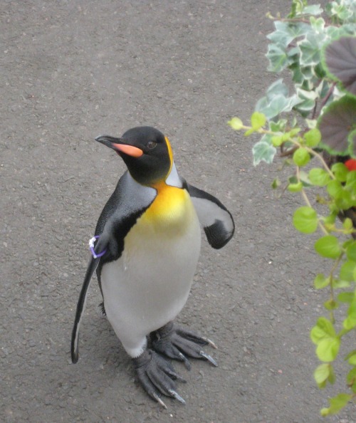 Meanwhile, here’s a penguin.