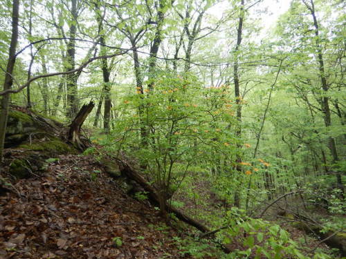 howlmountainfarm:treemigration:The Candled Azalea or the Appalachian Flame Azalea,It sticks out from