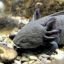 desintrestedaxolotl