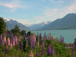 expressions-of-nature:Lupins, New Zealand