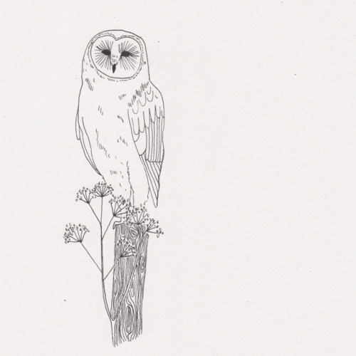 hattibaileyillustration:7 of 365barn owl