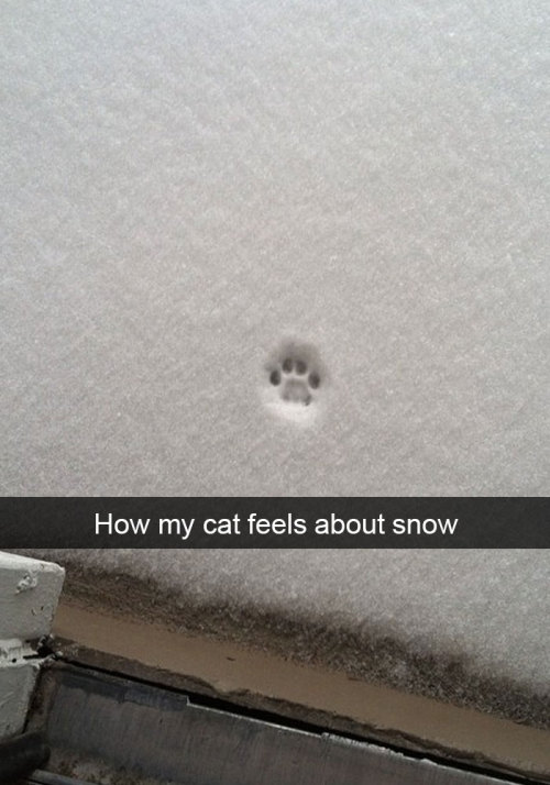 astralprj:  Cat Snapchats Feline isn’t big on snow either….  