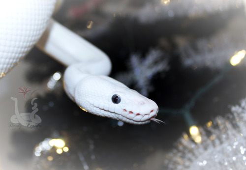 i-m-snek:Winter Wonderland~