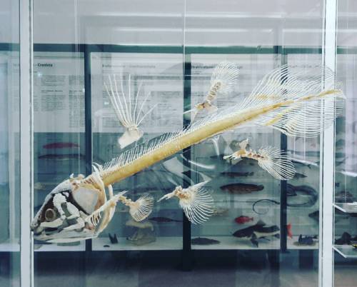 #latergram #fishmodel #phyletischesmuseum #jena (hier: Phyletisches Museum)