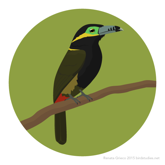 April 18, 2015 - Spot-billed Toucanet (Selenidera maculirostris)
Requested by: taylorrbranham
Found in southeastern Brazil, eastern Paraguay, and northeastern Argentina, these small toucans spend much of their time foraging in pairs for fruit, as...