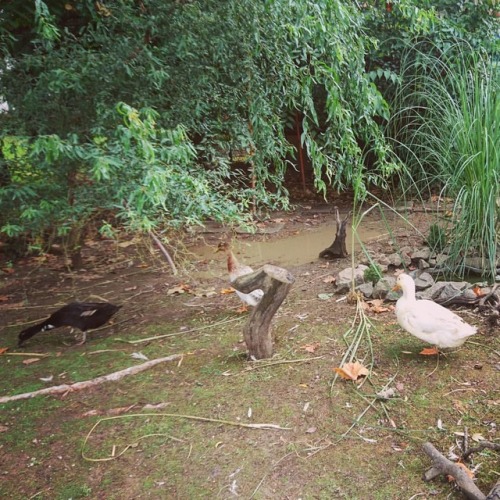 Ducks! And a black one, at that! ❤️ *** #photography #photooftheday #picoftheday #amateurphotography