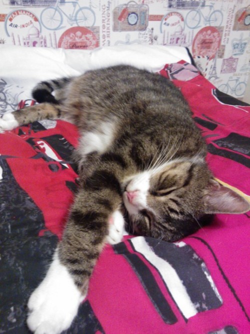 It&rsquo;s hard work being a tabby cat! Starring: Charlie (submitted by falling-into-tartarus-to