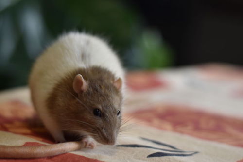 This little man says hello. What a handsome guy!