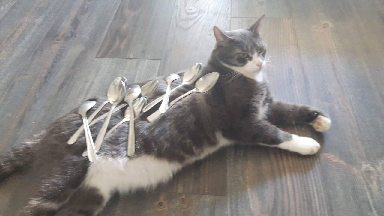 eldritchwug:  unflatteringcatselfies: my brother and I like to play a game called