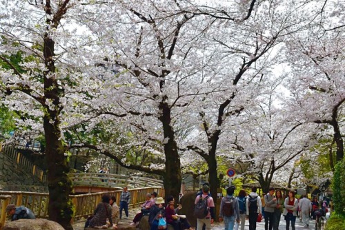 tokyogems: strolling under the cherry blossoms at otonashi shinsui park. 音無親水公園で花見。 vlog