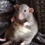 rat--noir