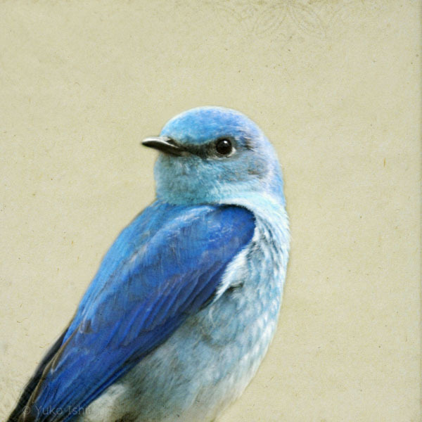 healing bluebird
mixed media photography, wax on wood panel © Yuko Ishii
Please contact me on yukoishii.com if you’d like to purchase any of my bird portraits.
Available on artful home: https://www.artfulhome.com/navigate?searchTerm=yuko
For more...
