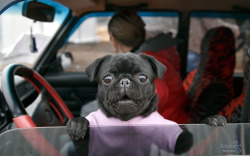 A small dog peers from a car at a Ukrainian