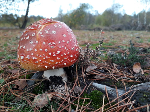 Sutton Park, Birmingham, UK, October 2021Fly agaric (Amanita muscaria) I found swathes of these