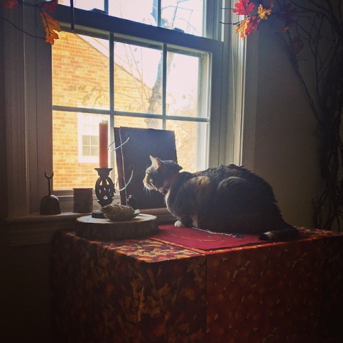 Equinox enjoying the chilly Autumn morning from atop my altar. I didn’t catch it on camera, but just