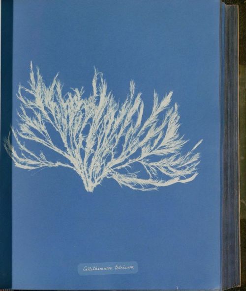 Anna Atkins, Beautiful book of photographs of British algae., 1880sCyanotypes