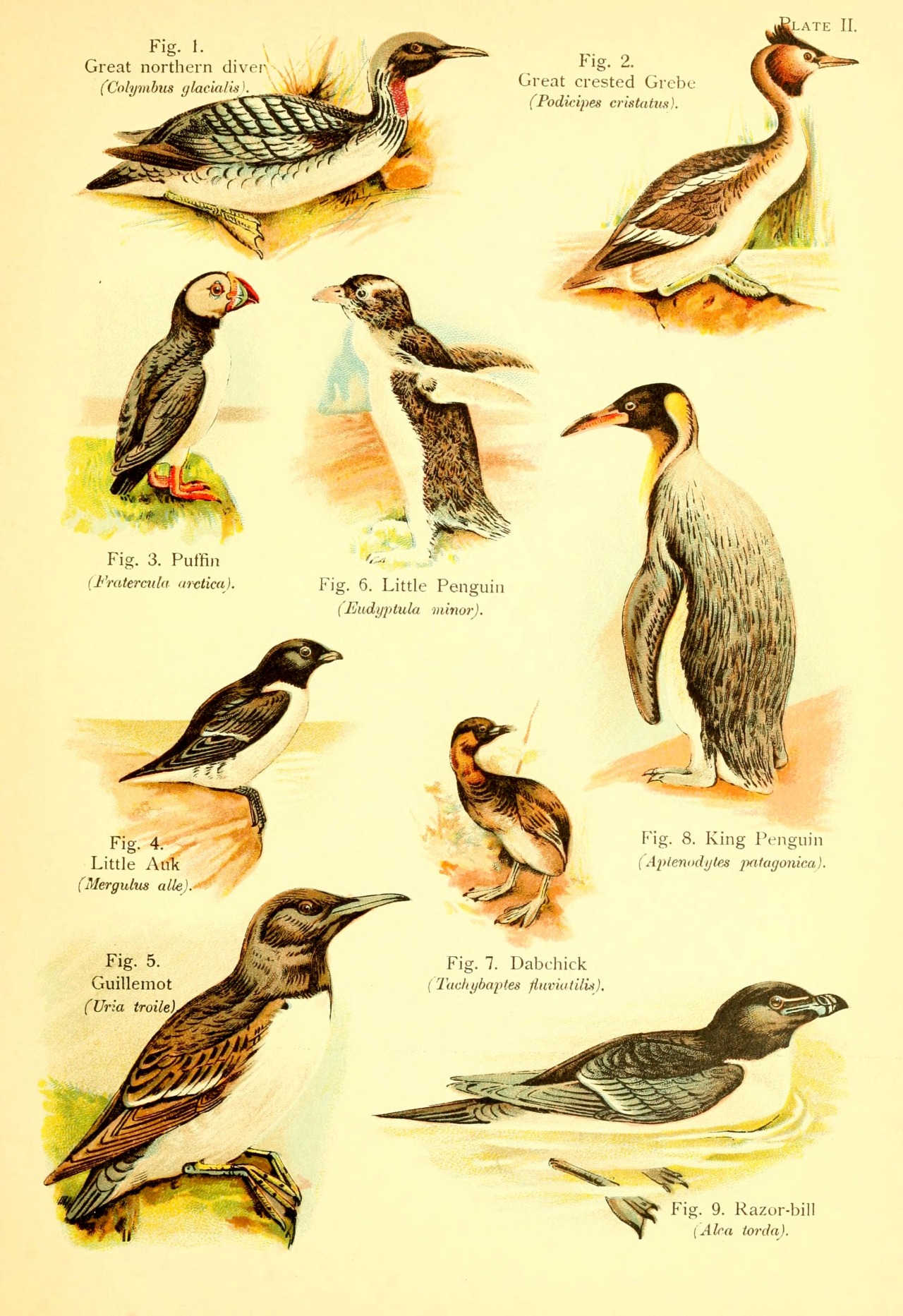 wapiti3:  A book of birds. ; By Pycraft, W. P. (William Plane), 1868-1942 on Flickr.