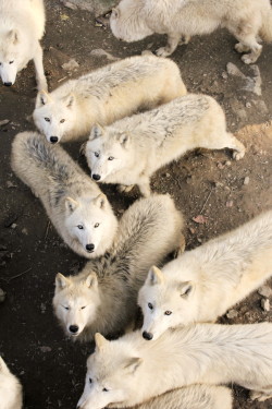 thatwanderinglonewolf:  White Wolves by Veronika