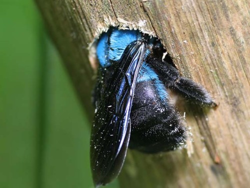libutron: running-game: Xylocopa caerulea is a relatively large species, reaching an average size of