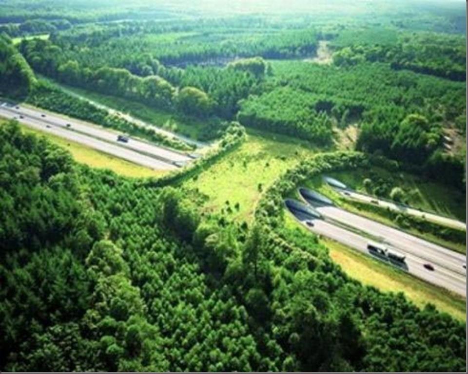cesus:   This is a “bio” bridge in The Netherlands that lets wildlife migrate