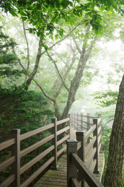 lovesouthkorea:  Path by ywpark on Flickr. Goji, Seogwipo, Jejudo, Korea 