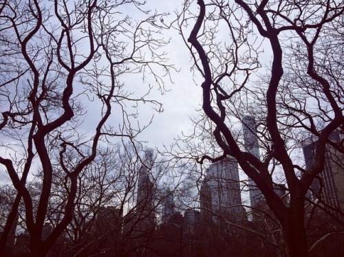 #centralpark #newyork #nyc #america #yhdysvallat #trees #sky #puut #trær #träd #뉴욕 #미국 #하늘 #나무 #ニューヨ